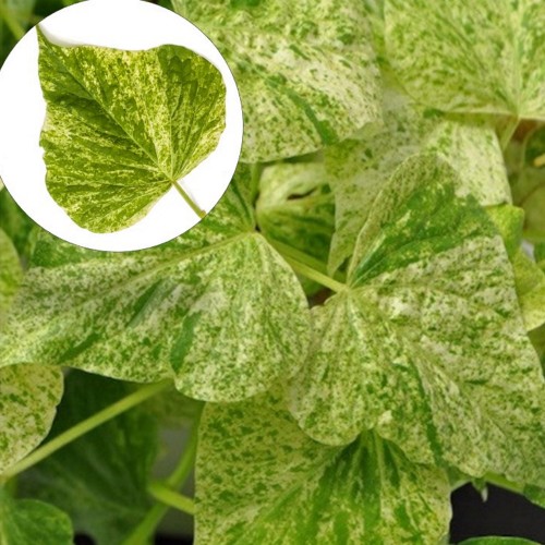 Ipomoea batatas 'Papas® Green Splash' - Ilubataat 'Papas® Green Splash' P9/0,55L